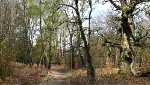 Wald